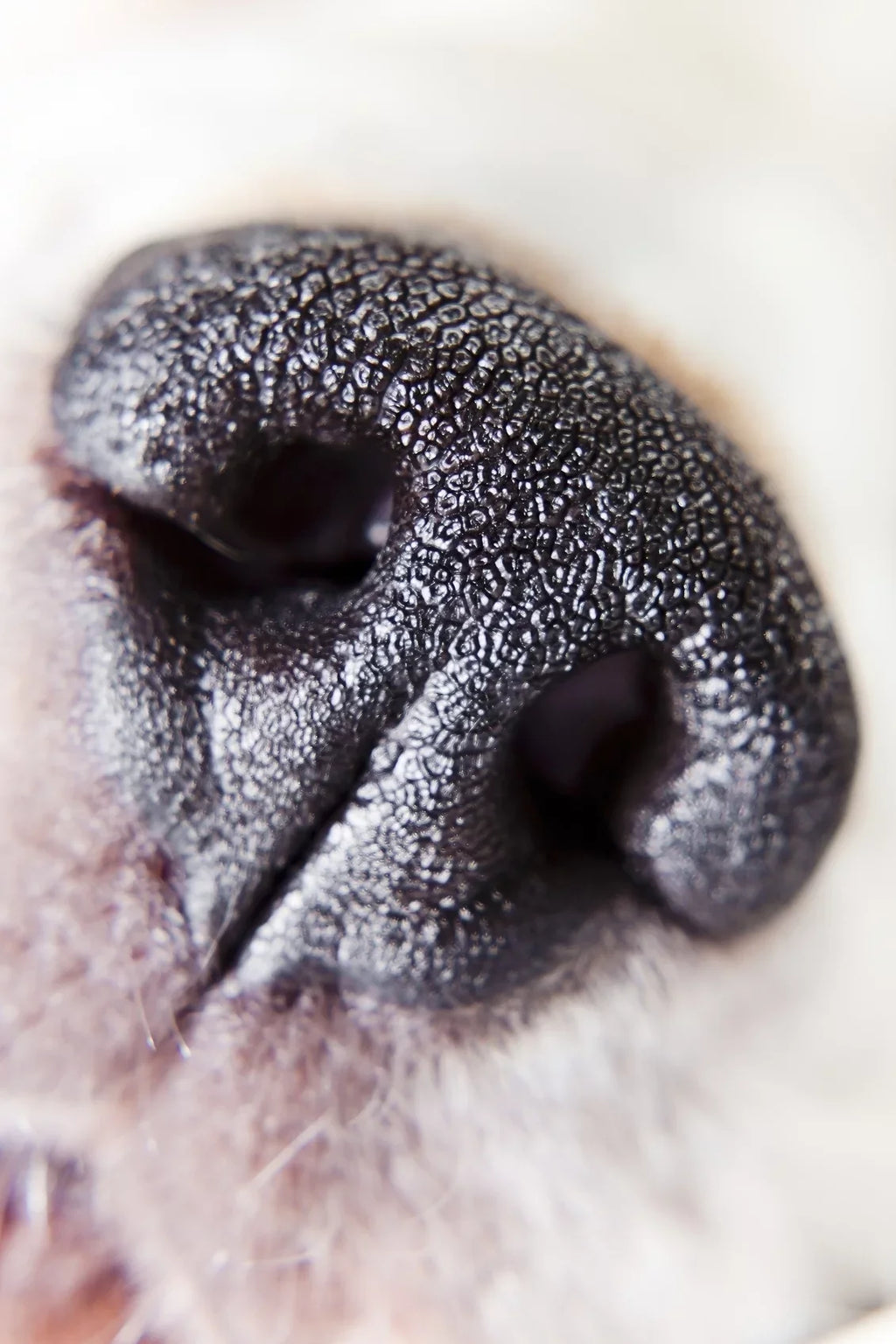 Alpha A6000 10x High Definition 2 Element Close-Up (Macro) Lens (67mm)