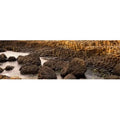Giants Causeway  Antrim Coast  Northern Ireland Poster Print by  - 36 x 12