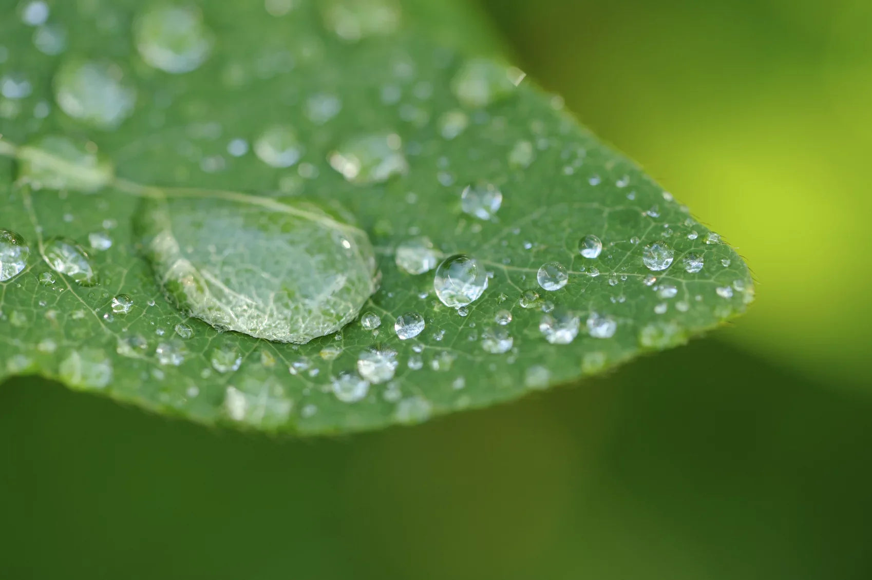 Alpha A6000 10x High Definition 2 Element Close-Up (Macro) Lens (67mm)
