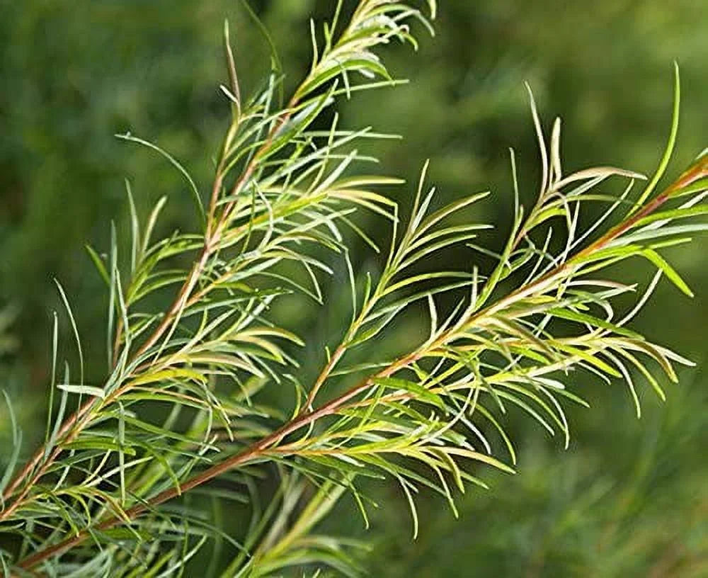 WishCare Tea Tree Essential Oil 15 ML - 100% Pure, Undiluted & Natural - For Skin, Hair and Acne Care